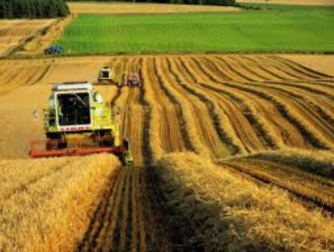 The Sorry State of the Agriculture Sector in Turkey The Sorry State of the Agriculture Sector in Turkey